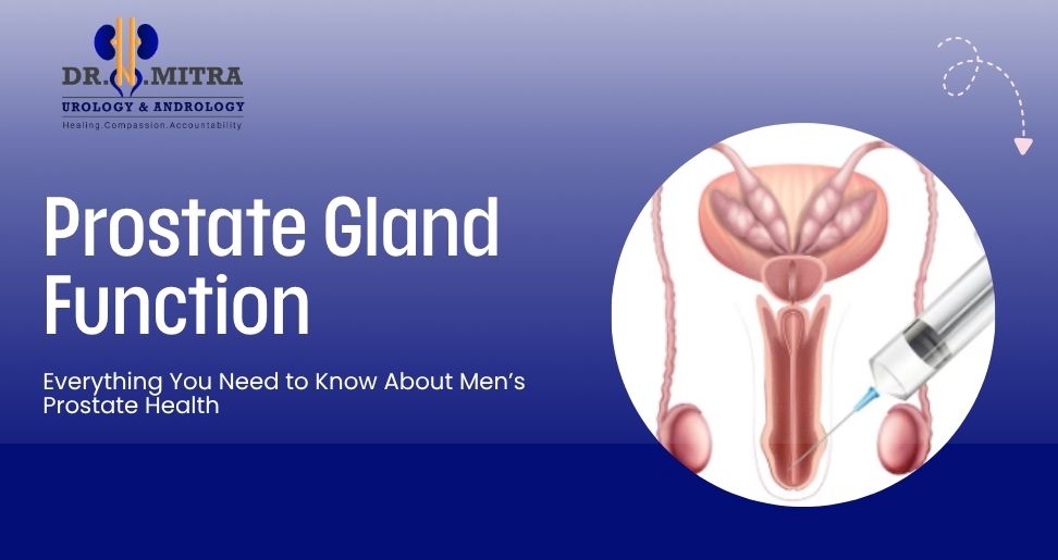 Prostate Gland Function